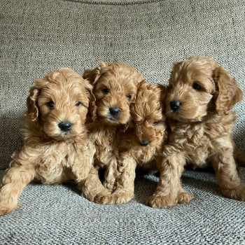 Increíble bebé Cavapoo listo para el nuevo hogar