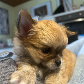 Cuccioli di chihuahua a pelo lungo 