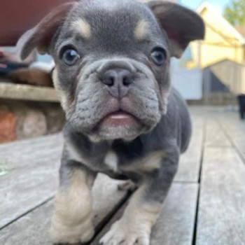 Eccezionali cuccioli di bouledogue francese