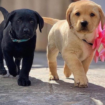 Disponibili cuccioli di Labrador maschi e femmine