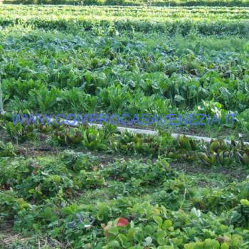 Terreno in vendita a Mogliano Veneto (Treviso)