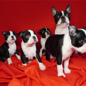 Cuccioli di Boston Terrier cercano una nuova casa amorevole.