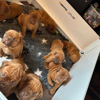 Un abbagliante Dogue de Bordeaux,