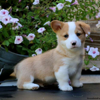 Cuccioli di Pembrokeshire Welsh Corgi registrati KC