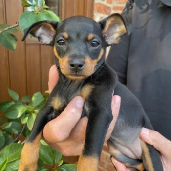 bellissimi cuccioli di Pinscher