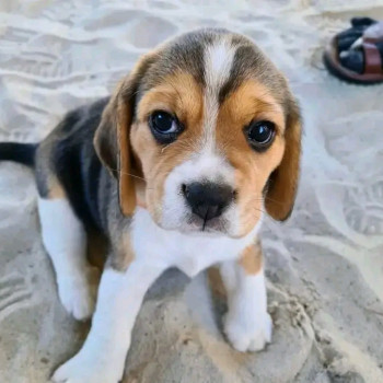 Bellissimi cuccioli di Beagle maschi e femmine 