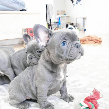 Bellissimi cuccioli di bulldog francese maschi e 