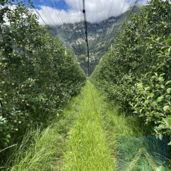 Terreno in vendita a Cortaccia sulla strada del vino/Kurtatsch an der Weinstraße (Bolzano/Bozen)