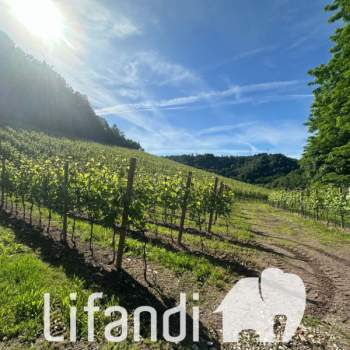 Terreno in vendita a Appiano sulla strada del vino/Eppan an der Weinstraße (Bolzano/Bozen)