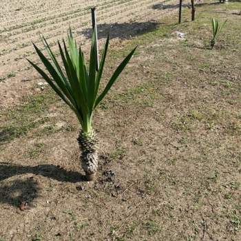 Terreno in vendita a Vigonza (Padova)