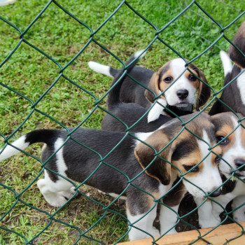 Cuccioli di Beagle con pedigree