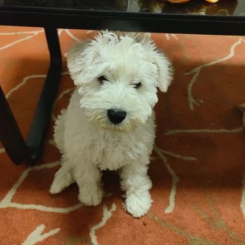 cuccioli di schnauzer