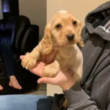  cuccioli di cocker spaniel marroni e neri