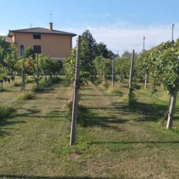 Terreno in vendita a Fontaniva (Padova)