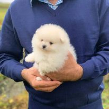 Cuccioli di Pomerania allevati in casa