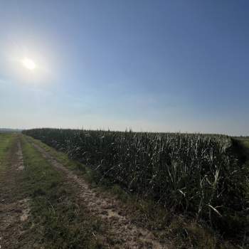 Terreno in vendita a Cavarzere (Venezia)