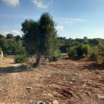 Terreno in vendita a Ceglie Messapica (Brindisi)