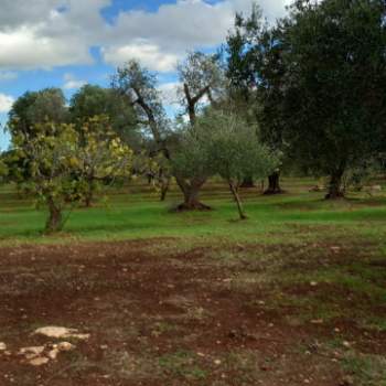 Terreno in vendita a Carovigno (Brindisi)