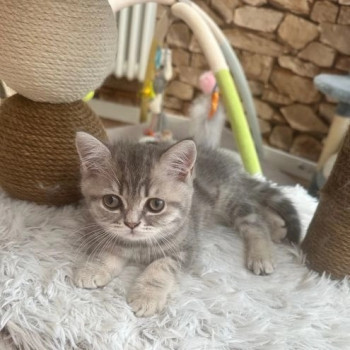 gattini in vendita British Shorthair