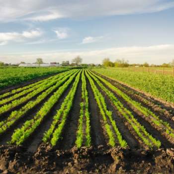 Terreno in vendita a Piacenza d'Adige (Padova)