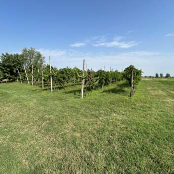 Terreno in vendita a Rovolon (Padova)