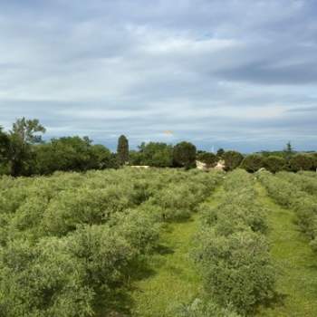 Attivita commerciale in vendita a Cartoceto (Pesaro e Urbino)