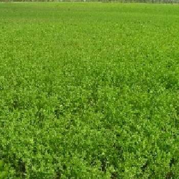 Terreno in vendita a Gradara (Pesaro e Urbino)