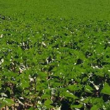 Terreno in vendita a Pesaro (Pesaro e Urbino)