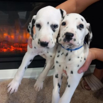 cuccioli di dalmata maschio e femmina