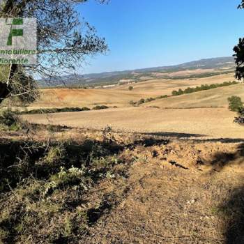 Terreno in vendita a Cinigiano (Grosseto)