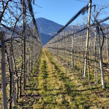 Terreno in vendita a Gargazzone/Gargazon (Bolzano/Bozen)