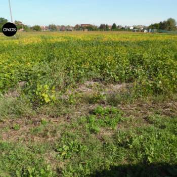 Terreno in vendita a Campolongo Maggiore (Venezia)