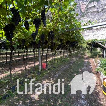 Terreno in vendita a Roverè della Luna (Trento)