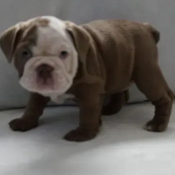 Bellissimi bulldog inglese di tre mesi