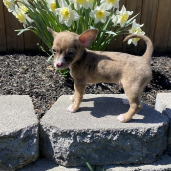 cuccioli di chihuahua con documenti