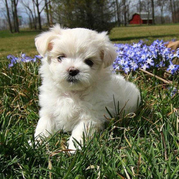 Maltese cuccioli