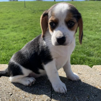 Cuccioli di Beagle