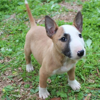 Bull Terrier ultimo maschio e femmina