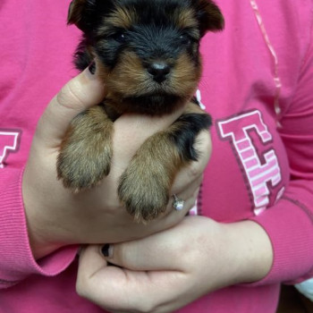 Cuccioli Yorkshire