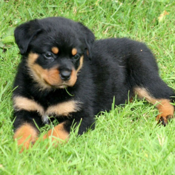 Cuccioli di Rottweiler