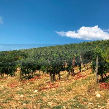 Terreno in vendita a San Casciano in Val di Pesa (Firenze)