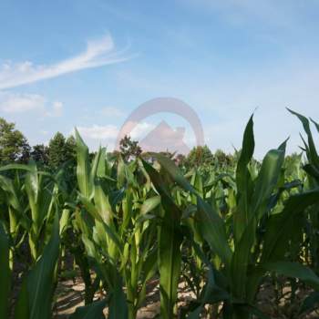 Terreno in vendita a Vigonza (Padova)