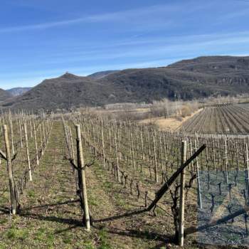 Terreno in vendita a Caldaro sulla strada del vino/Kaltern an der Weinstraße (Bolzano/Bozen)