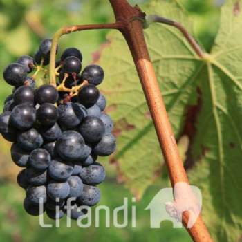 Terreno in vendita a Termeno sulla strada del vino/Tramin an der Weinstraße (Bolzano/Bozen)