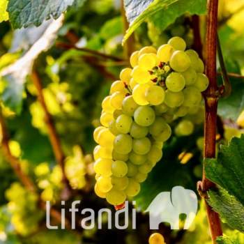 Terreno in vendita a Caldaro sulla strada del vino/Kaltern an der Weinstraße (Bolzano/Bozen)