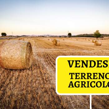 Terreno in vendita a Codevigo (Padova)