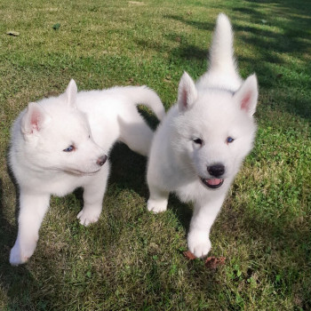 Cucciolata di Husky maschi e femmine