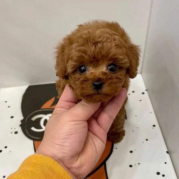 cuccioli di barboncino di razza pura