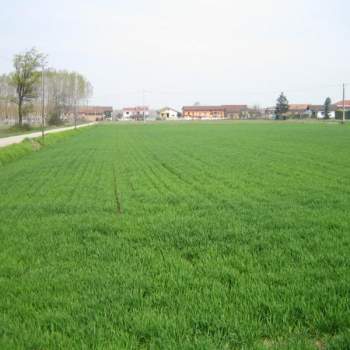 Terreno in vendita a Calcinato (Brescia)