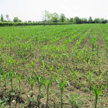 Terreno in vendita a Carbonera (Treviso)